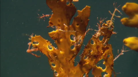 SkeletonShrimpFighting Stock Footage 478274