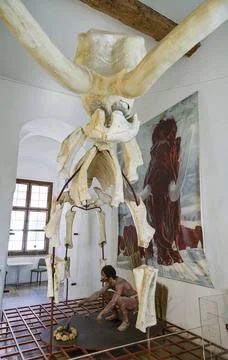 Skelett, Mammut, Museum für Ur- und Frühgeschichte, Willibaldsburg, Eichst. Stock Photos