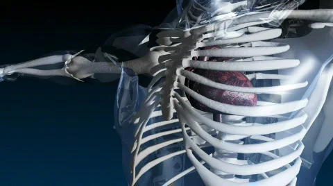 Skelleton with beating heart Stock-Footage 312879