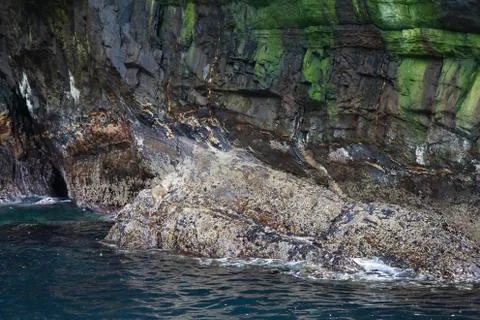 Skellig Michael  seals Stock Photos