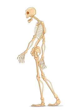 Skelton Stock Illustration