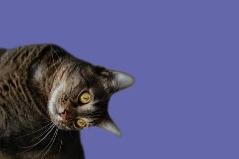 Skeptic surprised cat thinking big eyes closeup. Funny face. Total surprised Stock Photos
