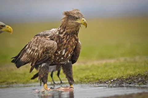 Skeptical eagle in water Stockfoto's