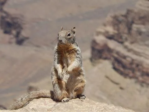 Skeptical Squirrel Foto stock