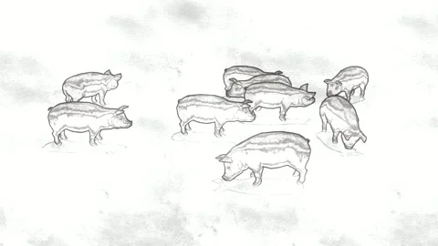 Sketch Animation of a Group of Pigs Walking on White Background 스톡 동영상 330919787