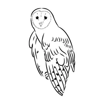 Sketch of Barn owl. isolated on white vector illustration Stock Illustration