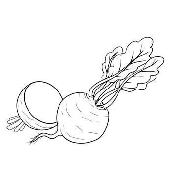 Sketch, beetroot full and cut, cartoon illustration, coloring book, isolated  Stock Illustration