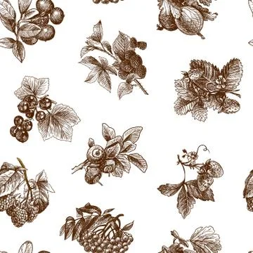 Sketch berries seamless pattern イラスト素材