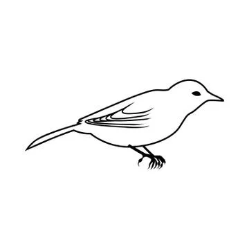 Sketch of Bird Stock Illustration