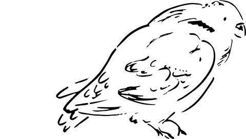 Sketch of a bird in line style. Vector illustration Stock Illustration