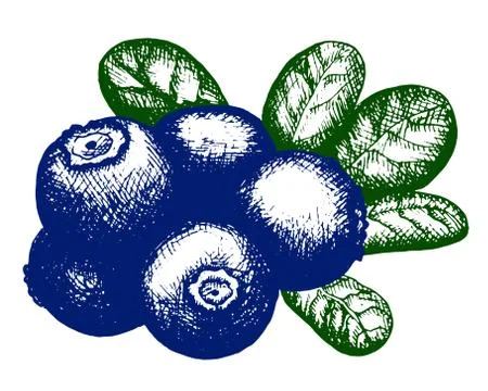 Sketch of blueberry Stock Illustration