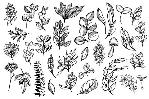 Sketch  botanical set. Vector  illustration. Stock Illustration