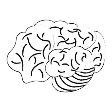 Sketch brain human development idea Stock Illustration