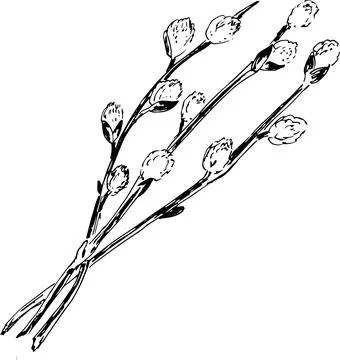 Sketch branch of a tree willow. Vector illustration Stock Illustration