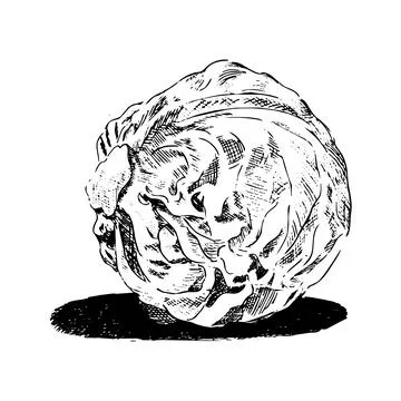 Sketch of a cabbage head Stock Illustration
