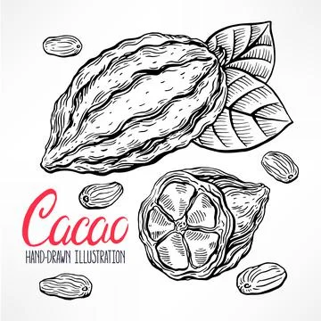Sketch cacao beans Stock-Illustration