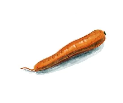 Sketch of carrot. Stock Illustration