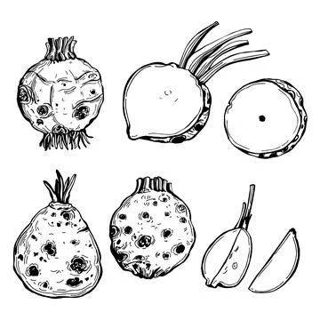 Sketch celeriac . Vector   illustration. Stock Illustration