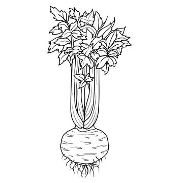 Sketch, celery root with leaves, coloring book, isolated object on white back Stock Illustration