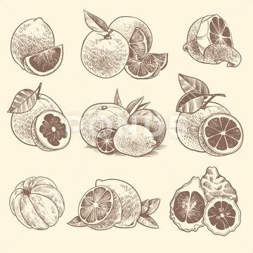 Sketch citrus. Oranges, lemons and grapefruit, lime. Citrus fruits and flower Stock Illustration