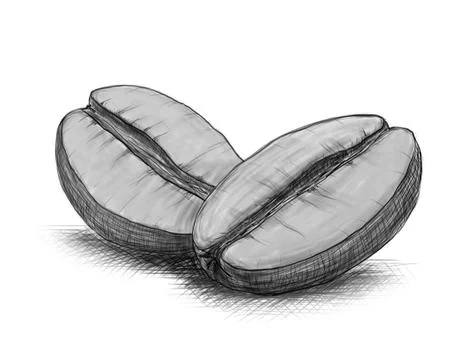 Sketch of coffee beans Stock Illustration