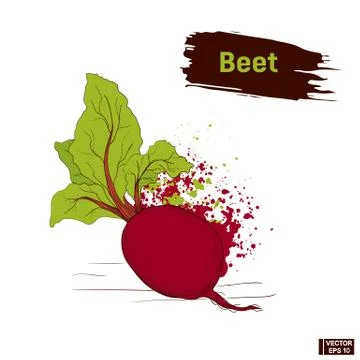 Sketch colors of vegetable beet. Stock Illustration