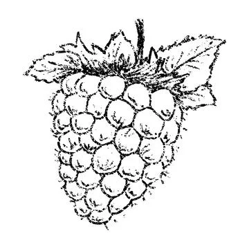 Sketch crayon summer berry raspberry illustration. Hand drawn scribble doodle Stock Illustration