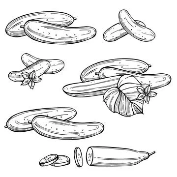Sketch cucumbers. Vector  illustration Stock Illustration