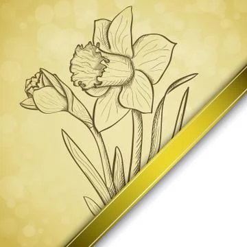 Sketch  daffodil background Stock Illustration