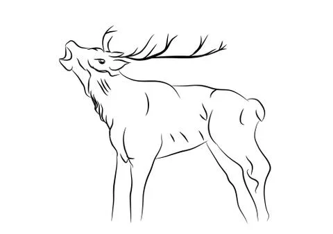 Sketch of a deer Stock Illustration