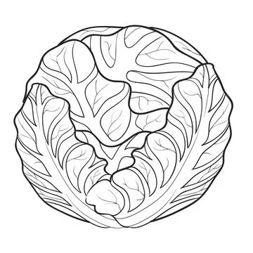 Sketch, dense head of cabbage, coloring book, cartoon illustration, isolated  Ilustración de archivo