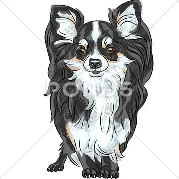 Sketch dog chihuahua breed smiling Stock Illustration