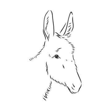 Sketch Donkey. Single Vector Hand Drawn Illustration. donkey, vector sketch i Stock Illustration
