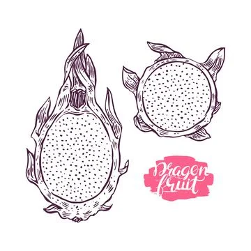 Sketch dragon fruit Ilustración de archivo