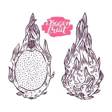 Sketch dragon fruit Stock Illustration