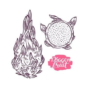 Sketch dragon fruit Ilustración de archivo