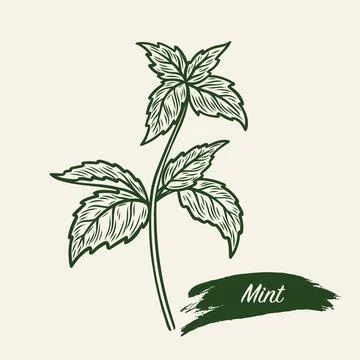 Sketch drawing of a branch of mint Stock Illustration