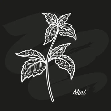 Sketch drawing of a mint branch Illustrazione stock