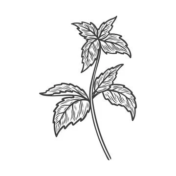 Sketch drawing of mint Illustrazione stock