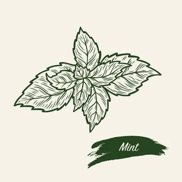 Sketch drawing of mint, mint in retro style Stock Illustration
