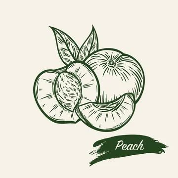 Sketch drawing of a peach Stock Illustration