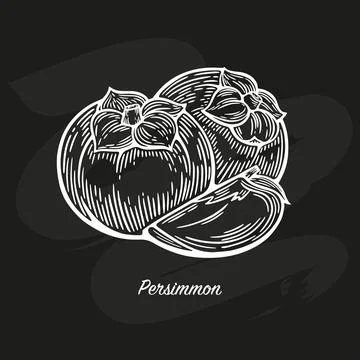Sketch drawing of Persimmon Stock Illustration