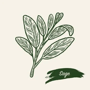 Sketch drawing of a sage branch Stock Illustration