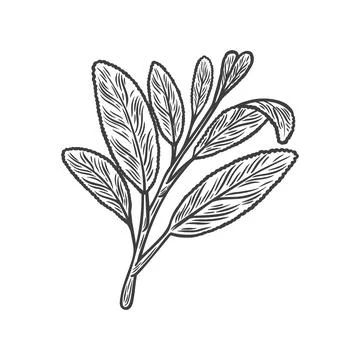 Sketch drawing of sage in the style of Line drawing Stock Illustration
