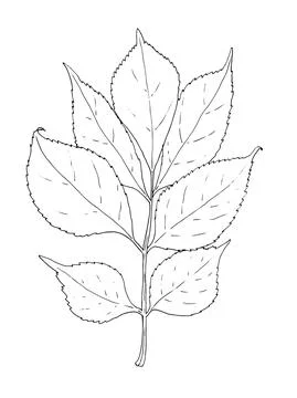 Sketch elderberry leaf. Hand-drawn in sketch style composite elderberry tree Stock Illustration