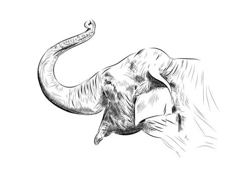 Sketch of elephant Stock Illustration