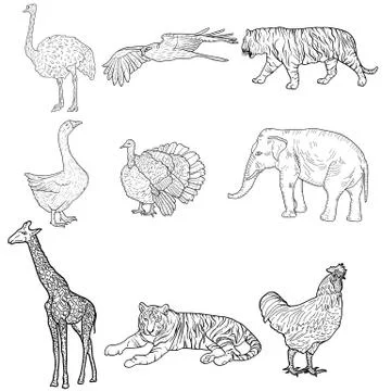 Sketch elephant, tiger, eagle, rooster, giraffe, ostrich, turkey, goose. ch.. Stock Illustration