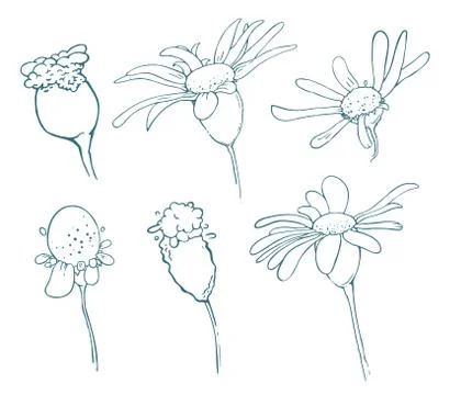 Sketch of floral elements for your design Stock Illustration