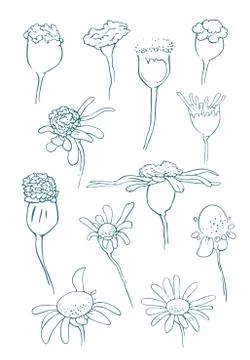 Sketch of floral elements for your design Stock Illustration