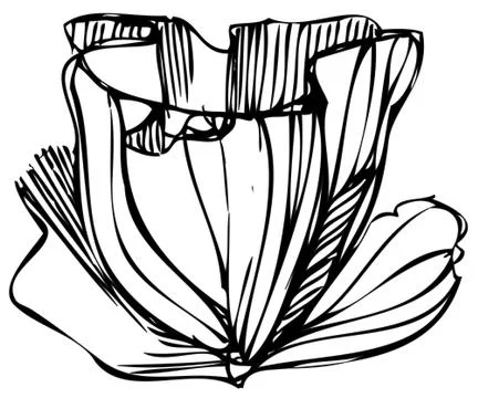 Sketch of flower buds on a white background Stock Illustration
